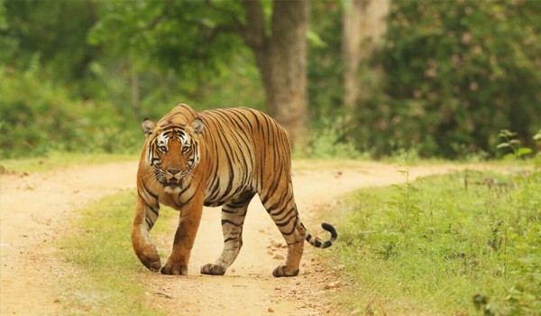 Bannerghatta National Park - places to visit in bangalore within 100 kms
