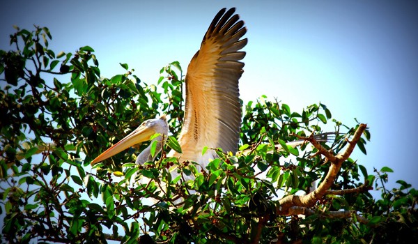 Kokkare Bellur Bird Sanctuary Bangalore - places near to bangalore within 100 km