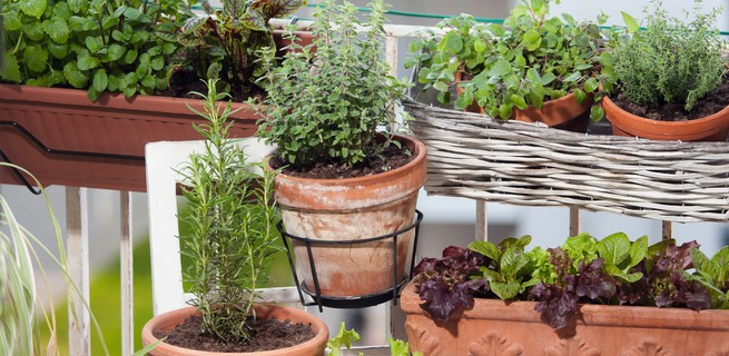 plants to grow in balcony