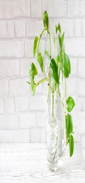 Indoor plants and Their Effects on Vastu