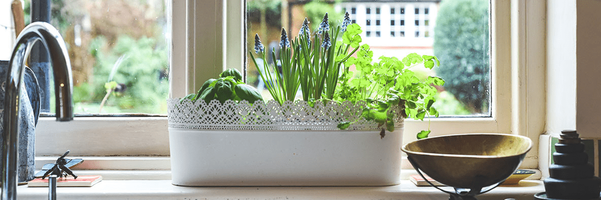 how to grow indoor plants