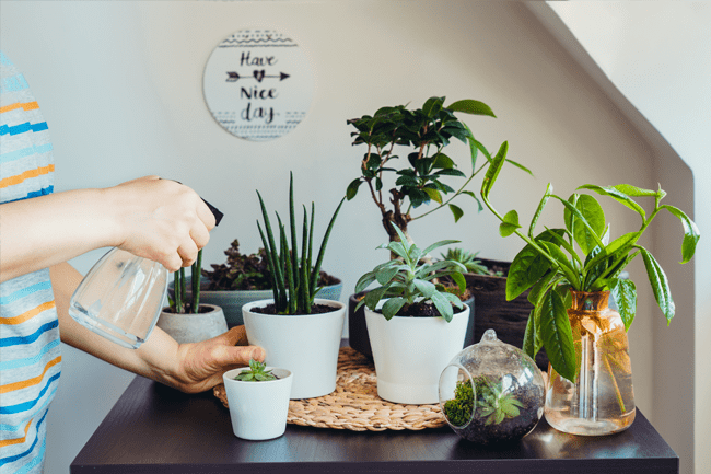 indoor garden plants