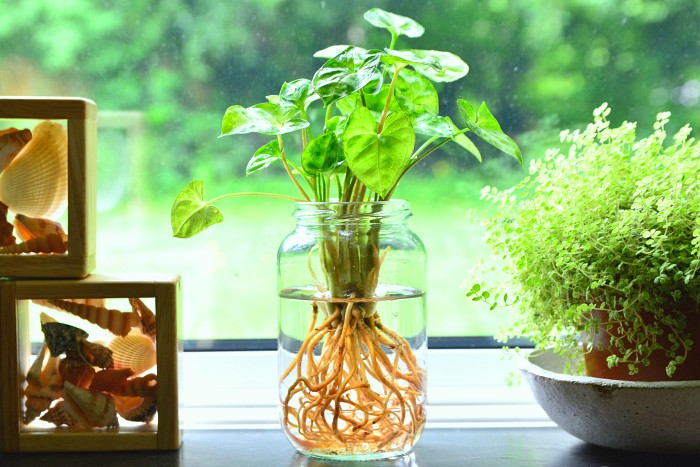 plants that need only water to grow and hydroponics
