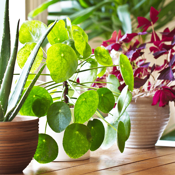 indoor potted plants