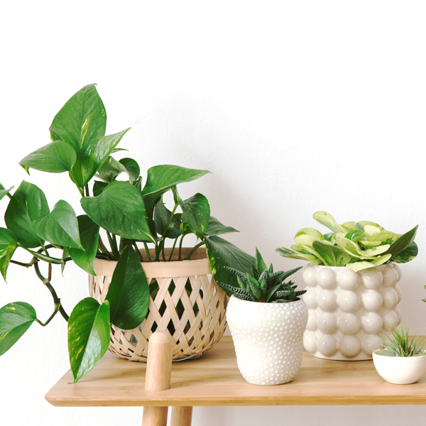 growing plants indoors