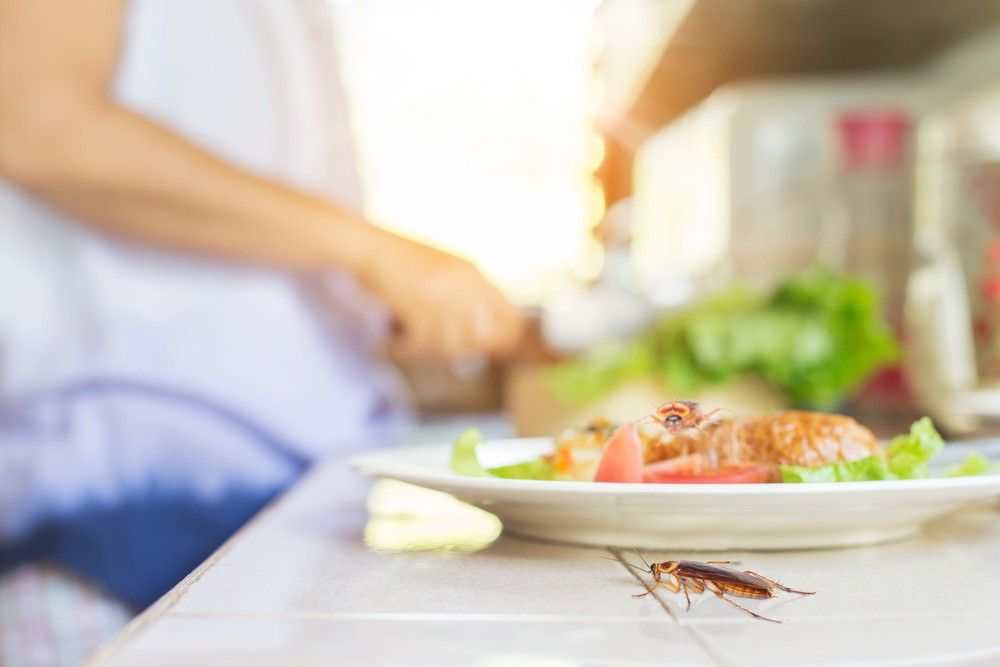 How to Keep Your Kitchen Bug-Free
