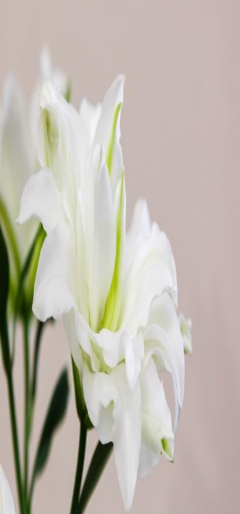 lily plant