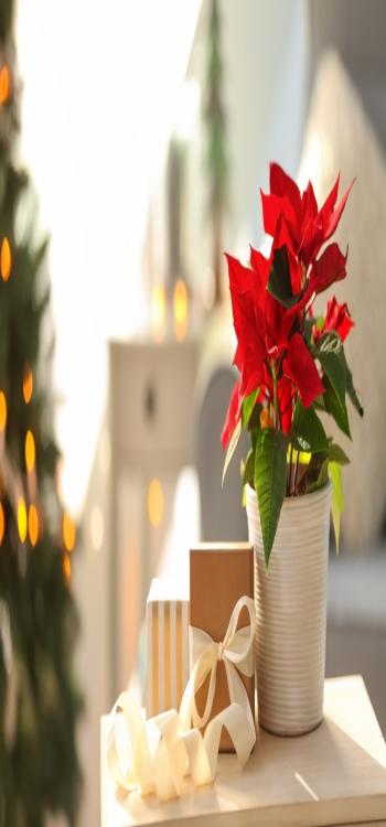 Poinsettia