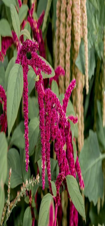 Amaranthus 