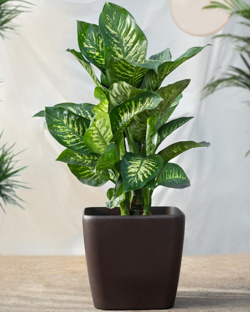 Dieffenbachia