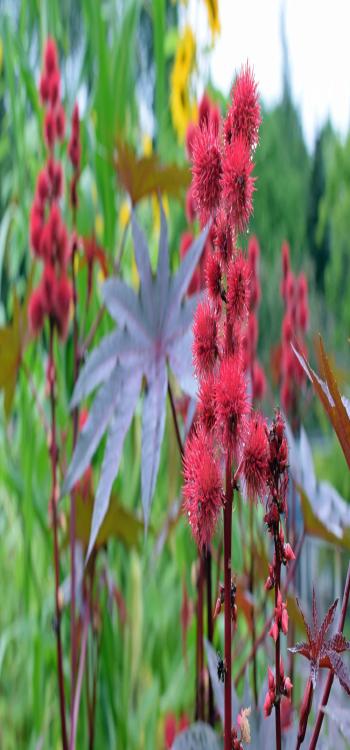 Ricinus