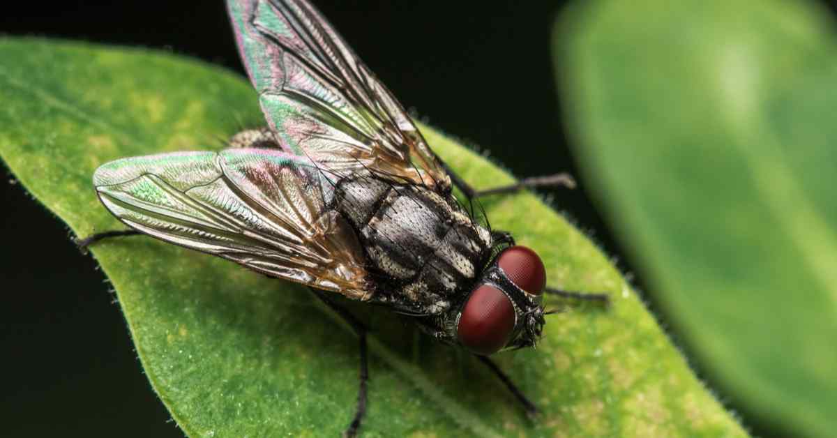 10 Effective Ways to Get Rid of Houseflies at Home Naturally and Safely