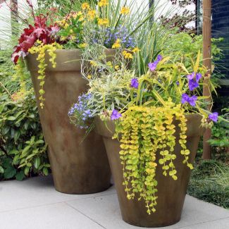 containers of perennial garden flowers.
