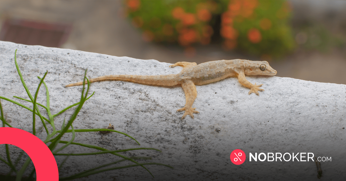 How To Get Rid of Lizards at Home Before They Crawl on You