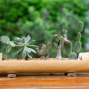 Bamboo Flower Pot Design