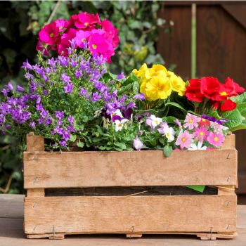 Big Flower Pot Design