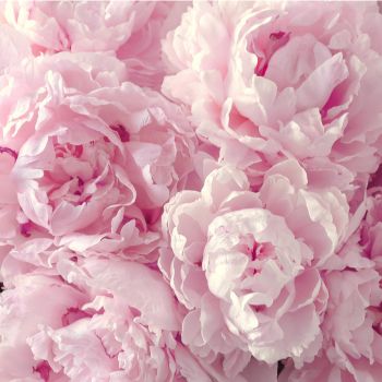 Peonies