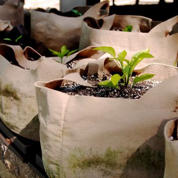 Grow Bags Kitchen Garden