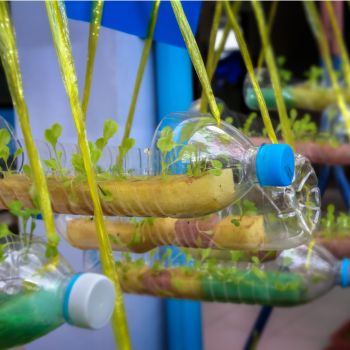 Hydroponic Kitchen Garden Ideas