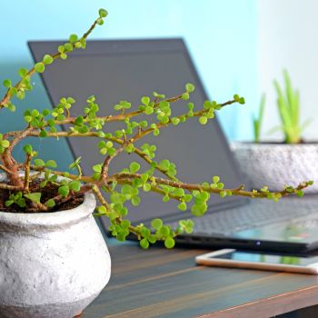 Jade Plant 