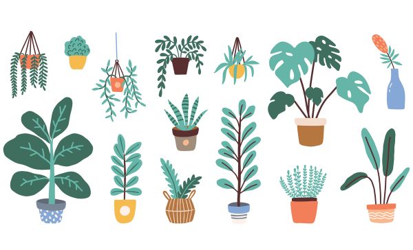 Lucky plants for home