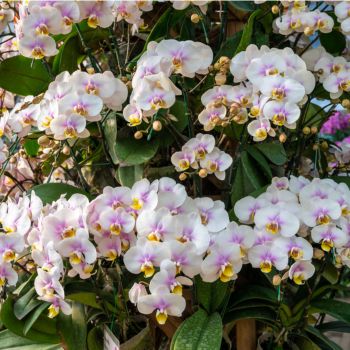 Orchids 