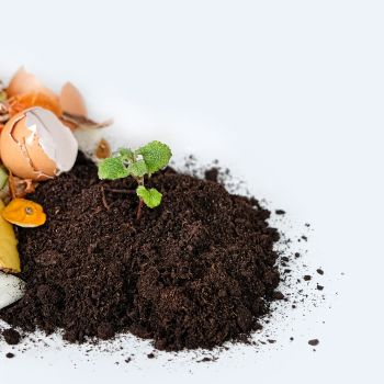 Organic Kitchen Garden Ideas