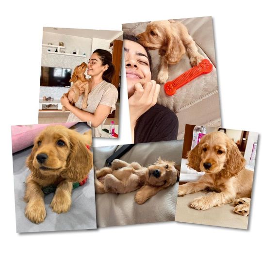 Rashmika Mandannas pet