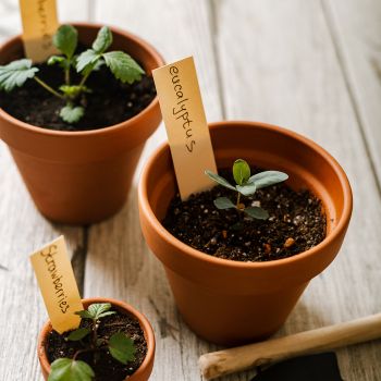 Simple Flower Pot Design