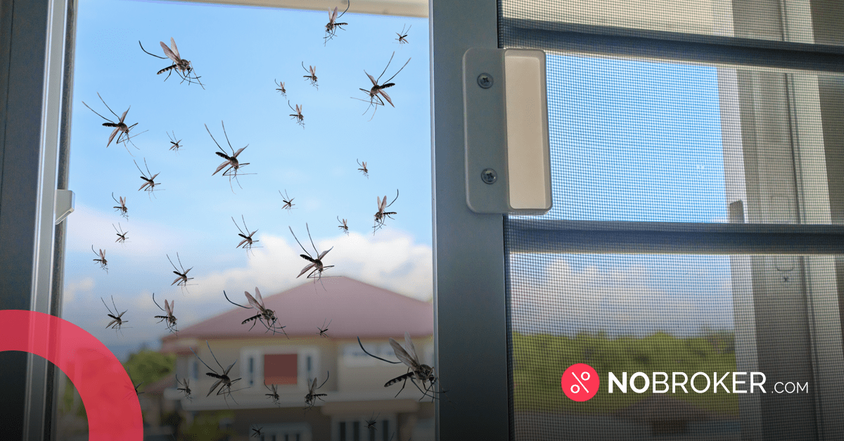 How to Get Rid of Mosquitos at Home Best Hacks and Tips