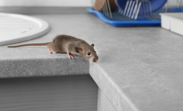How to Get Rid of Rats at Home - Ways to Remove Rats Fast & Naturally