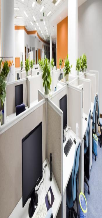 Vastu Plants for the Office