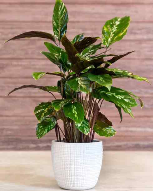 Aglaonema