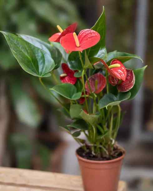 Anthurium, living room indoor plants