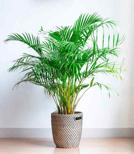 Areca Palms 