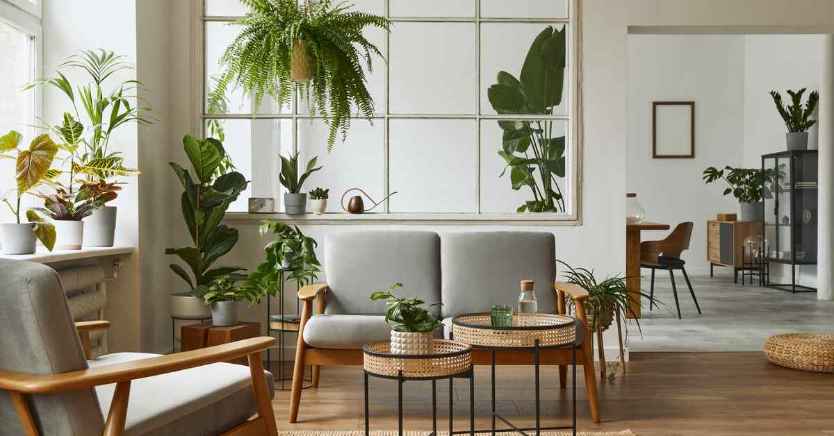 Indoor Plants That Every Home