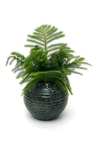 Norfolk Island Pine