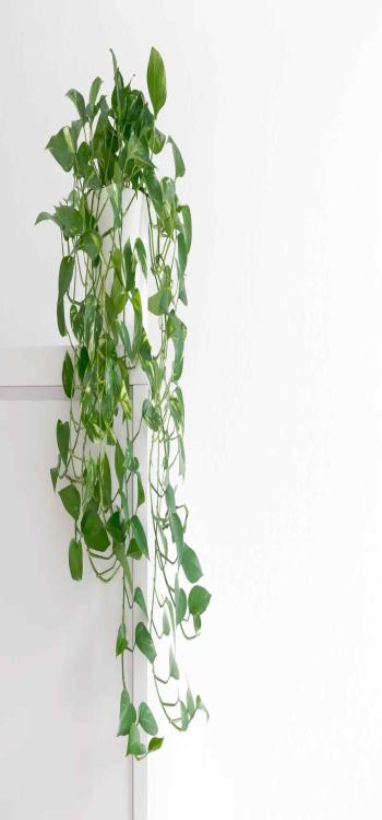Beautiful Living Room Indoor Plants That Every House Needs.