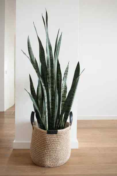 snake plants