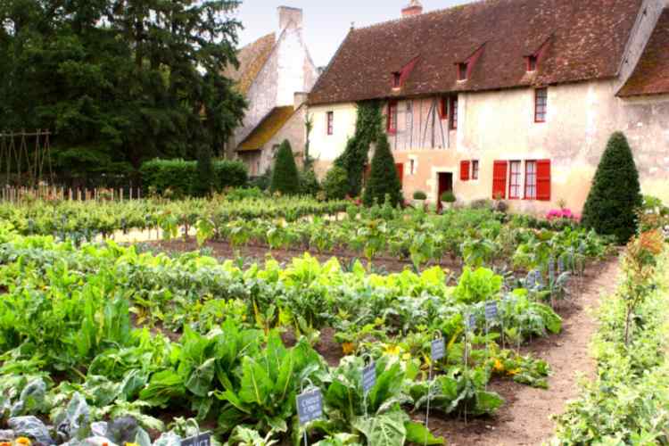 Cottage kitchen gardens offer you a lot of area for gardening 
