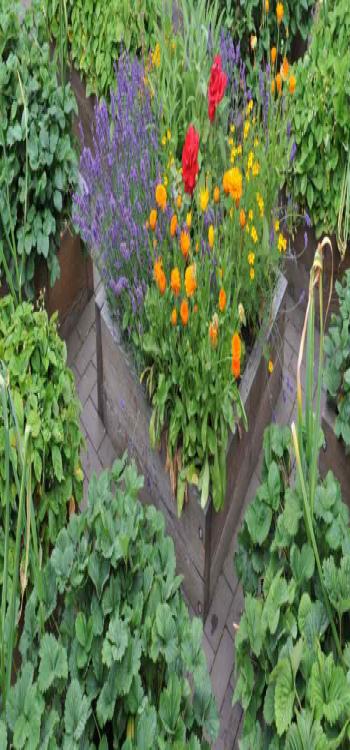 Divisions help keep the kitchen garden clean