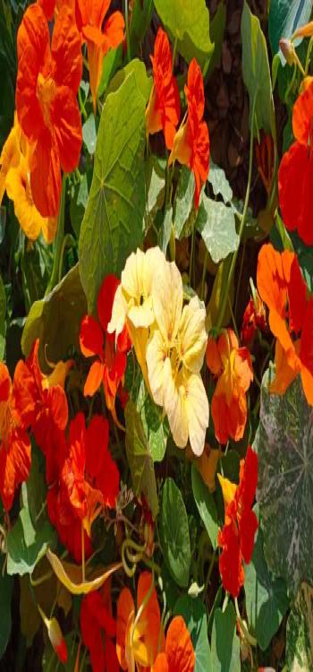 Salad leaves come in handy and are easy to maintain