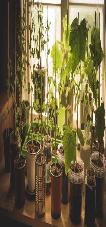  Organic gardens have become popular over the recent years