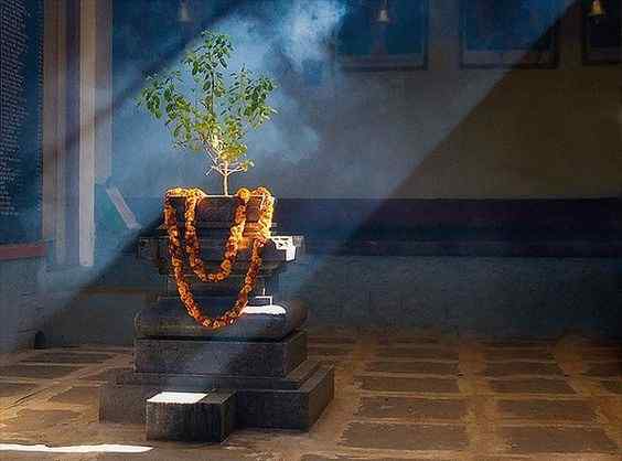 Tulsi Plant Vastu