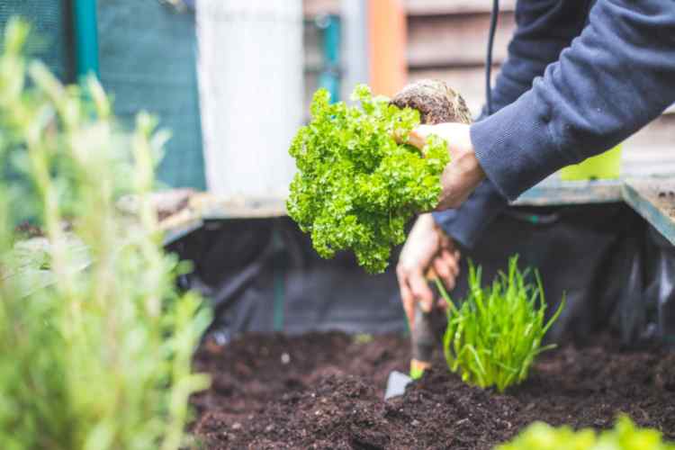 Kitchen gardens allow you to have multiple product options.