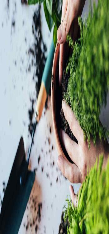 Tips To Take Care Of Bathroom Plants