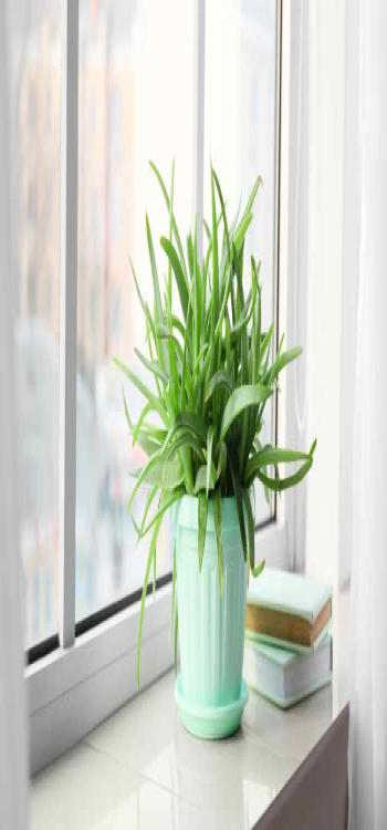 Top 10 Indoor Plants You Should Have in Your Home