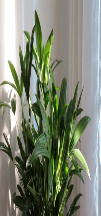 Indoor Plants