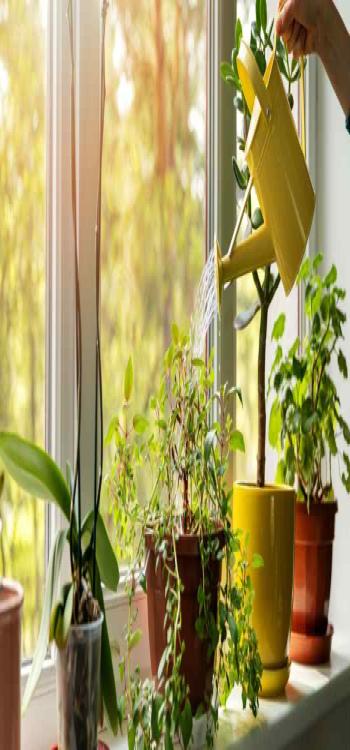 Indoor Plants
