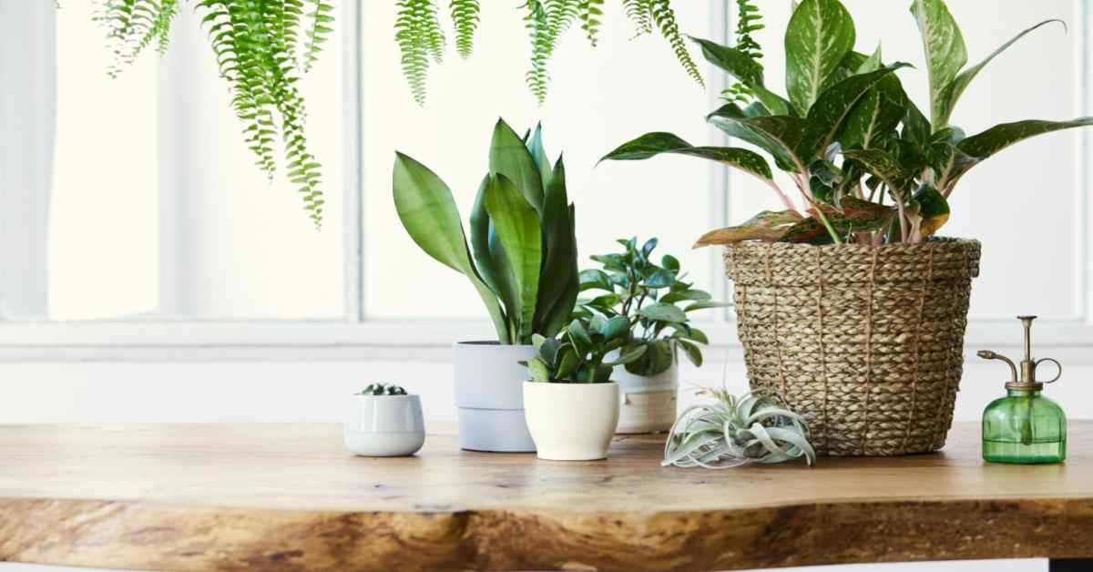 Indoor Plants